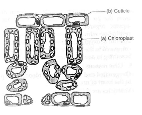a) Draw the diagram of cross-section of a leaf and label the following ...