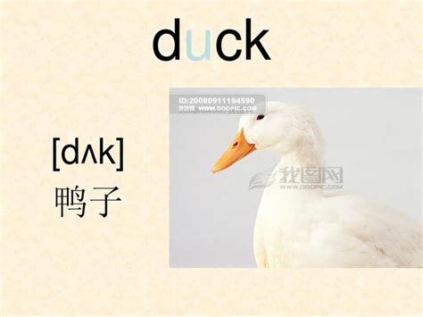描写鸭子叫声的句子,鸭子外貌描写,描写鸭子的一段话_大山谷图库