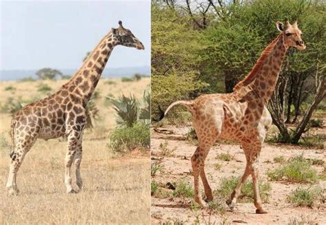 The Discovery Of Two Dwarf Giraffes In Namibia And Uganda Leaves ...