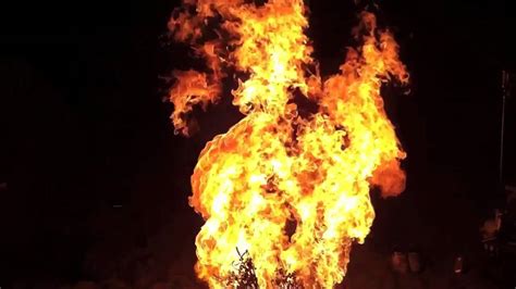 Exploding Eucalyptus 的图像结果