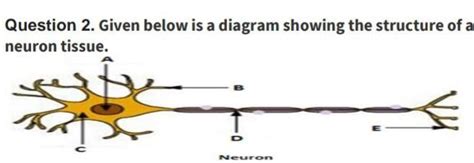 Question 2. Given below is a diagram showing the structure of a neuron ...