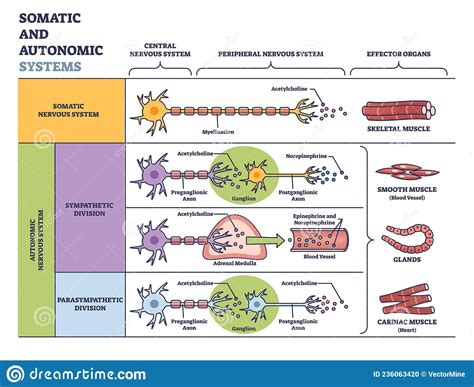 Somatic Vs Autonomic Nervous System in Detailed Division Outline ...