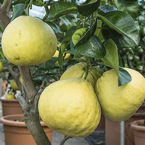 Buy Green Pomelo Batabi Chakotra Giant Lebu Grafted Live Fruit Plant ...