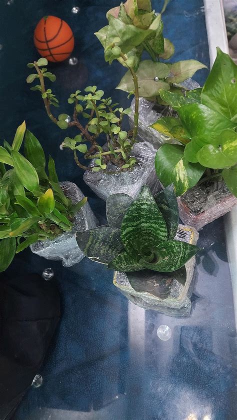 FLORIES INDIA Combo of 5 Indoor Airpurifying Plants- Two Layer Lucky ...