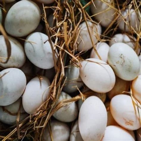 Balaji Trading - Indian Duck Eggs Manufacturer Supplier from Muzaffarpur