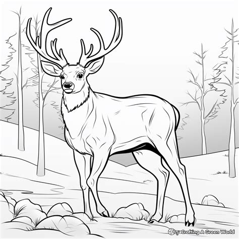 Big Buck Coloring Pages - Free & Printable!