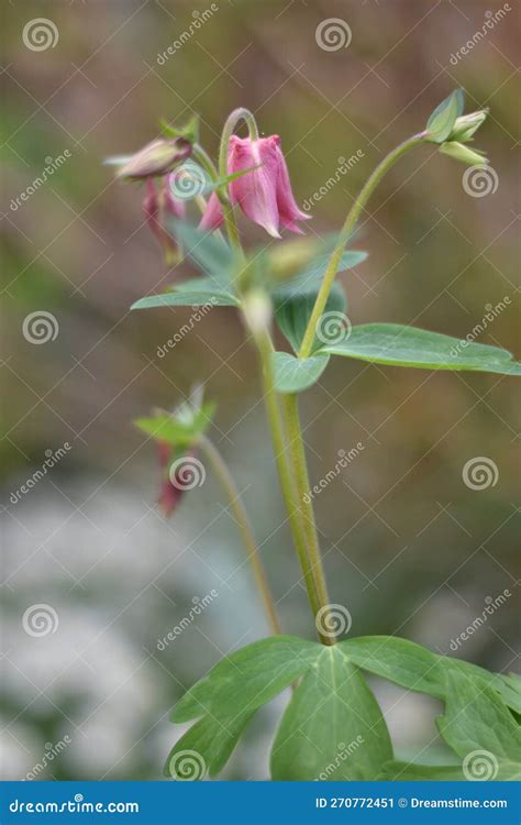Columbine (Aquilegia) stock image. Image of leaf, flower - 270772451