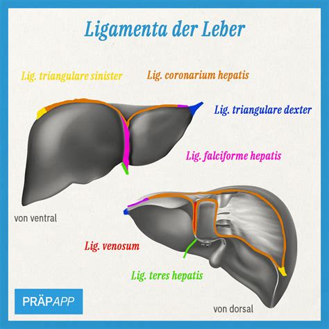 IG: Leberbänder – präpApp – Early Access