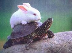 Image result for Cute Turtle and Bunny