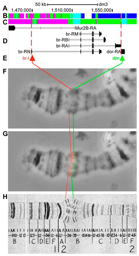 Genes Containing Long Introns Occupy Series of Bands and Interbands in ...