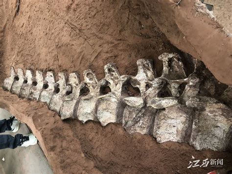 江西境内首次发现！全球罕见！巨型恐龙化石体长超过15米_幻灯片_海南网络广播电视台
