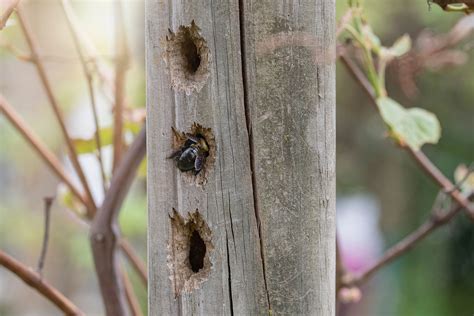 Are Carpenter Bees Destroying My House? - The Bee Hunter