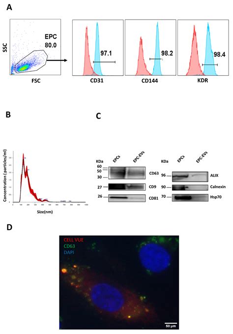 Human Umbilical Cord Blood Endothelial Progenitor Cell-Derived ...