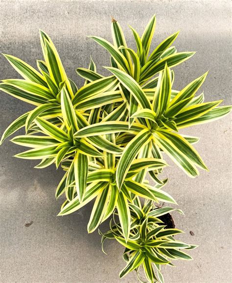 Dracaena deremensis janet craig houseplant | Baker City, Oregon — The ...