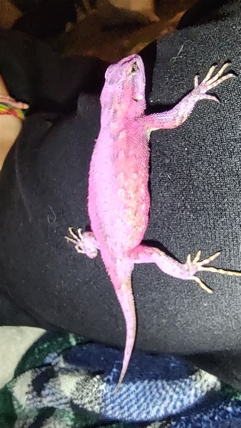 I caught this lizard in Colorado, anyone know what breed it is???? : r ...