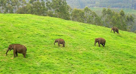 Popular Tourist Destination in Thekkady, Periyar National Park, Tiger Trail