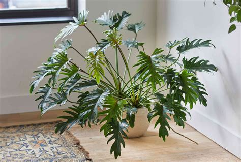Philodendron Xanadu Care