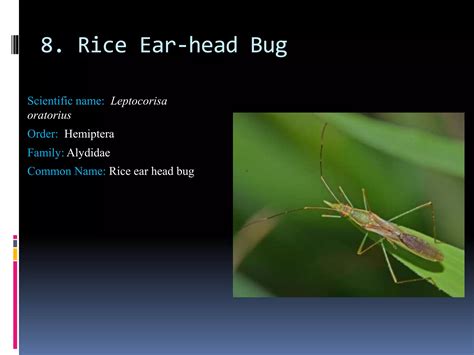 insect pest identification of rice, maize and wheat | PPTX