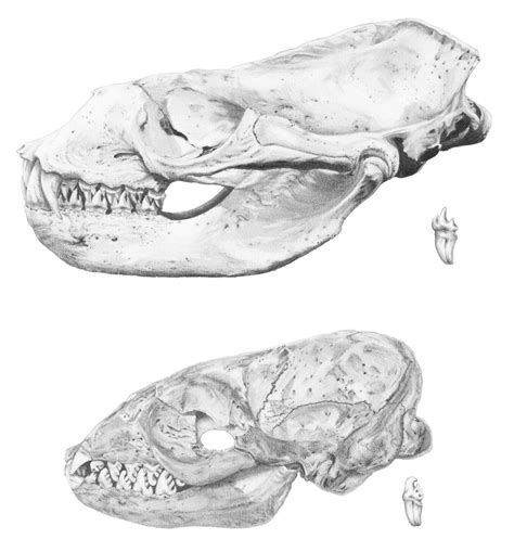 Leopard Seal Drawing