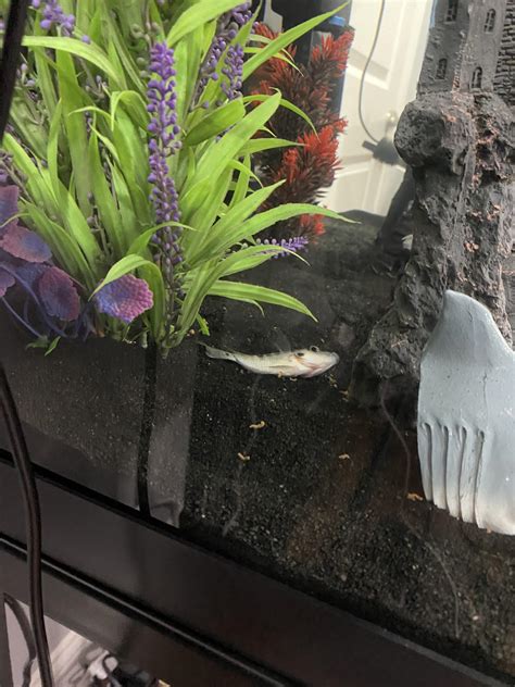 Is my fire mouth dying? He recently lost his territory and the color on ...