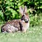 Image result for Tan Wild Bunny