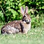Image result for Appalachian Cottontail Rabbit