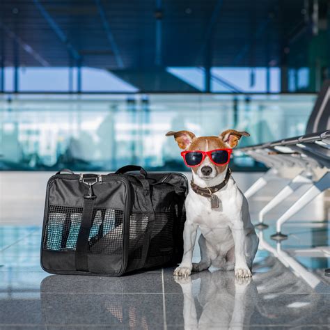 Pet Travel To Us at Mikayla Skene blog