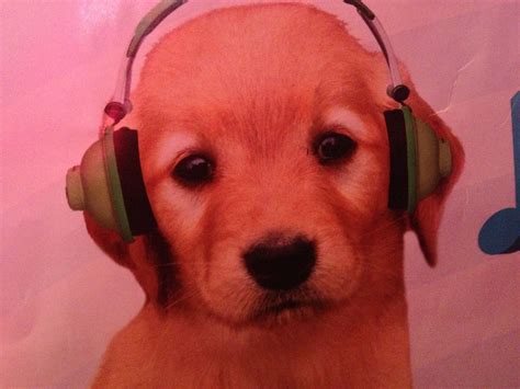 Cute Dogs With Headphones