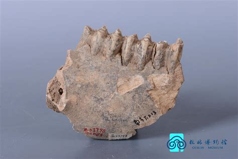 2 件非常稀有的suchomimus tenerensis 恐龙牙齿 - Elrhaz Fm - 尼日尔 - Catawiki