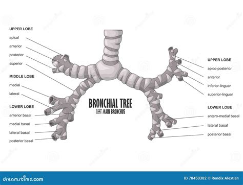 Bronchial Tree Left Main Bronchus Human Anatomy Stock Vector - Illustration of anterior ...