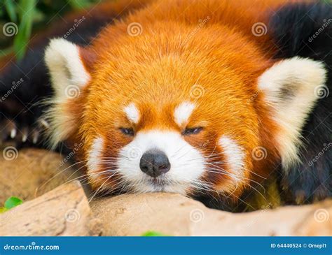 Cute Red Panda Face