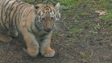 Mission Possible: Black Frog Brewery in Cleveland to open in 2025 ...