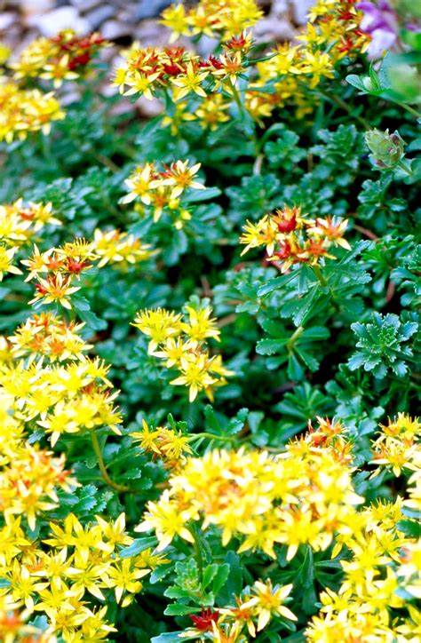 17 Best Sedum Plants to Suit Your Garden