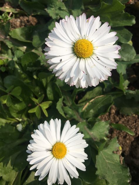 Buy White Daisy Live Plant - BloomyBliss