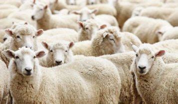 جريدة اللقاء pdf Archives - جريدة اللقاء الجزائرية