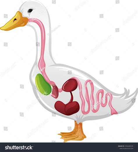 Duck Internal Organs Royalty-Free Images, Stock Photos & Pictures ...