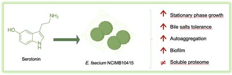 Serotonin Exposure Improves Stress Resistance, Aggregation, and Biofilm ...