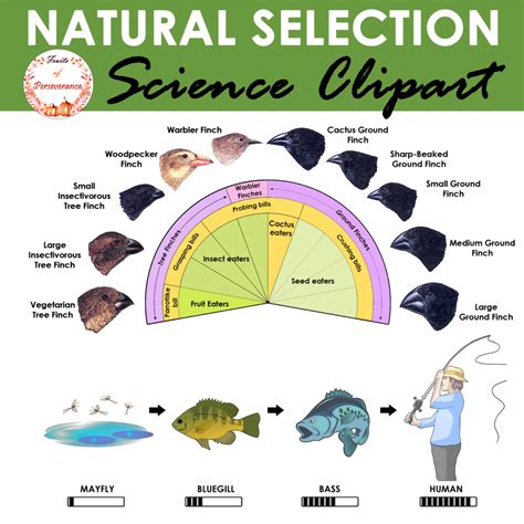Natural Selection Clipart and Diagrams | Bird Beaks and Moths Clip art ...