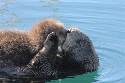 Sea otter, Otter facts, Otters