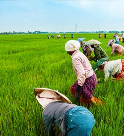Agricultural Land For Sale Chennai - M/S Holidays Mango Farm
