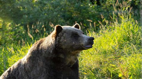 What Happens If Predators Are Reintroduced to Yellowstone