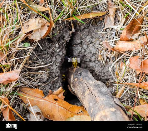 Vespula vulgaris. Wasps fly into their nest. Mink with an aspen nest ...