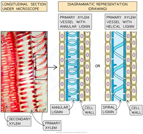 What Is The Structure Of A Xylem Vessel - Infoupdate.org
