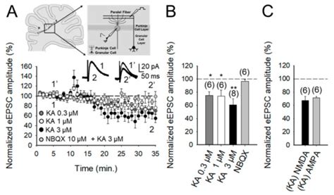 Kainate Receptor-Mediated Depression of Glutamate Release Involves ...