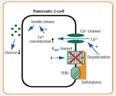 Image result for sulfonylurea