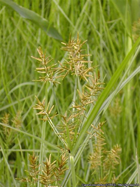 Cyperus esculentus (CYPES)[Photos]| EPPO Global Database