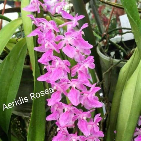Aerides rosea (Rosy Aerides Orchid) – ASHIYANA STORE