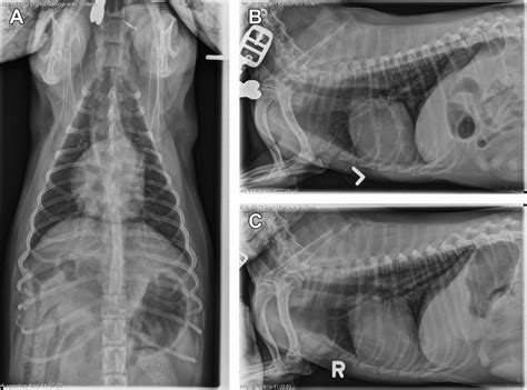 Bacterial Pneumonia in Dogs and Cats - Veterinary Clinics: Small Animal ...