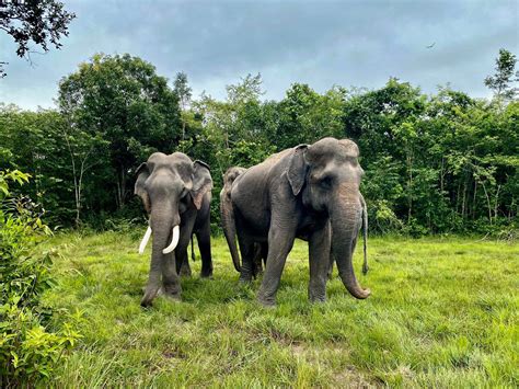 Wildlife In Cambodia