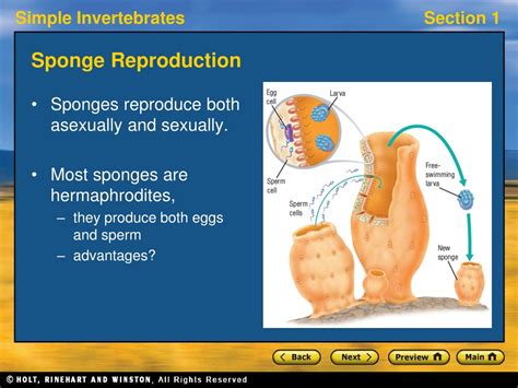 PPT - Discovering Porifera: Learning about Sponge Characteristics and ...
